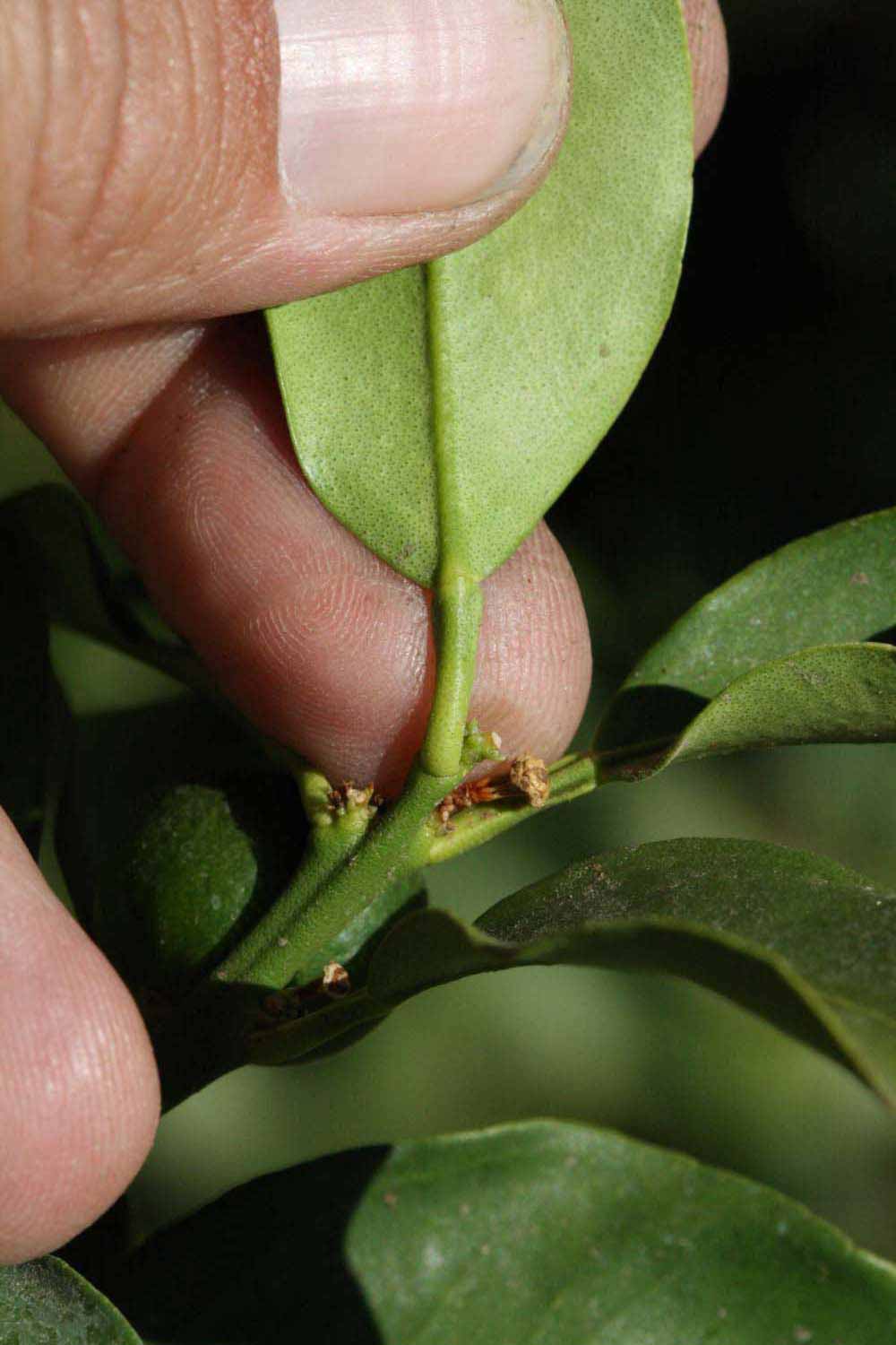              Petiole (Winter Haven, FL)       